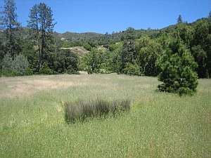 Silver Peak Buckeye Meadow.